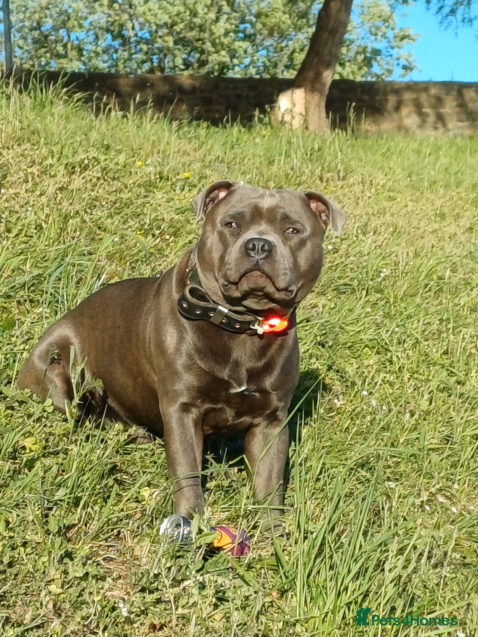 Staffordshire Bull Terrier dogs for stud: Stunning staffy for stud. Fully kc handsome lad - Advert 4