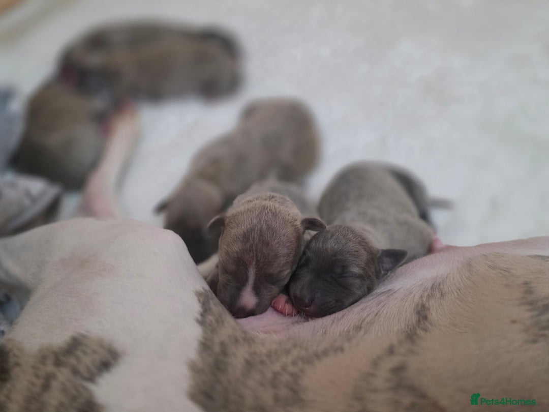 Whippet dogs for sale: Gorgeous kc registered whippet puppies  - Advert 2