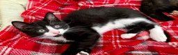 Mixed Breed cats for sale: 2 Lovely kittens for sale (1 boy, 1 girl) - Advert 17