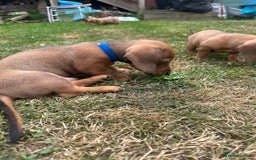 Dachshund dogs for sale: LAST Red Dapple Miniature Dachshund - Image 11