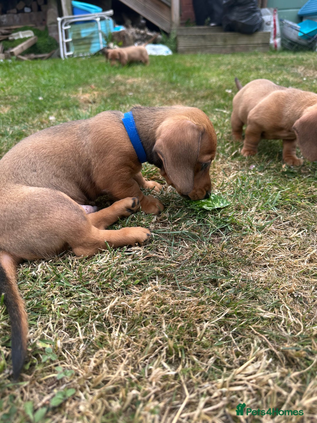 Dachshund dogs for sale: LAST Red Dapple Miniature Dachshund - Image 11