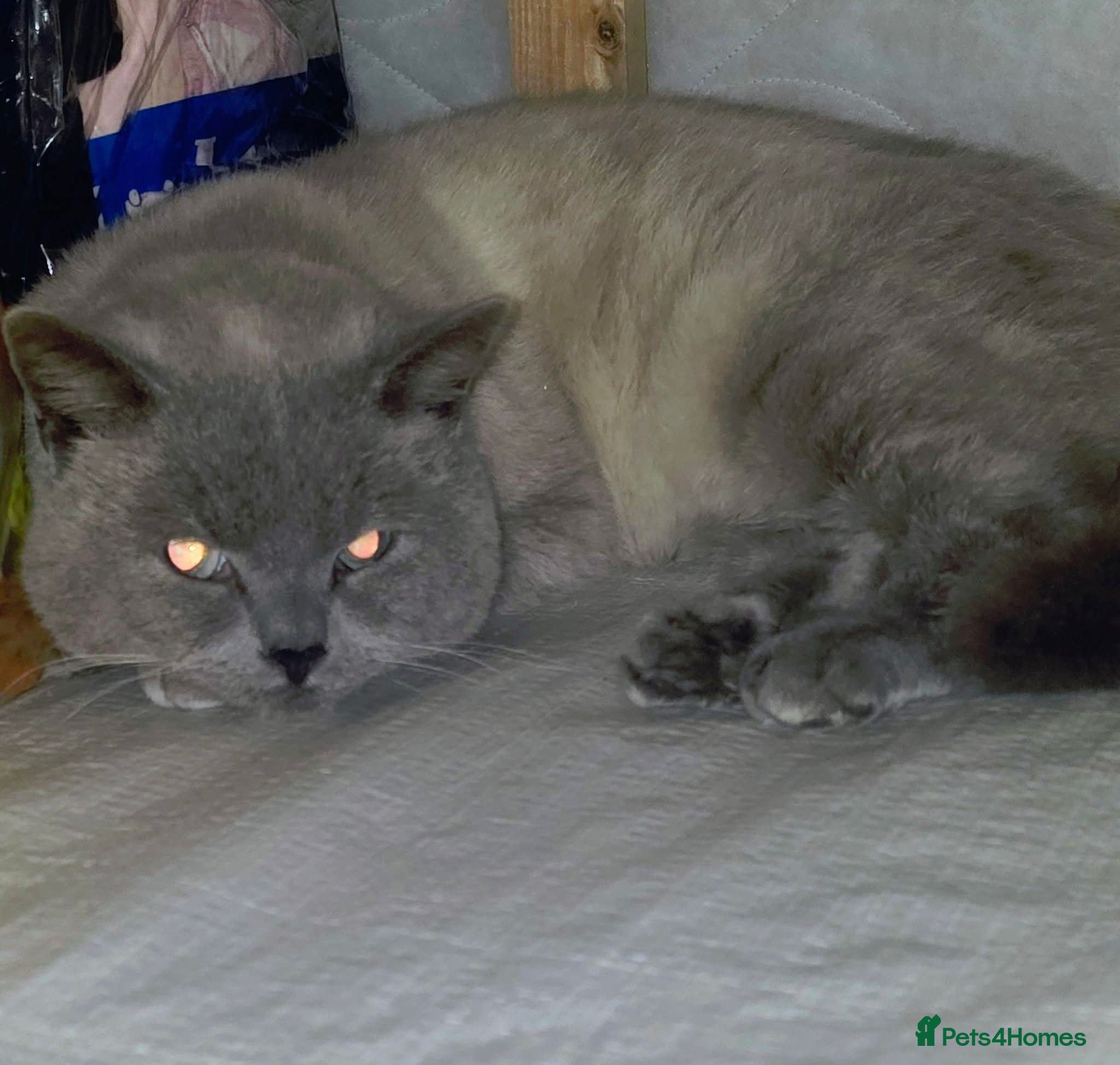 British Shorthair cats Bella & bruce - Advert 1