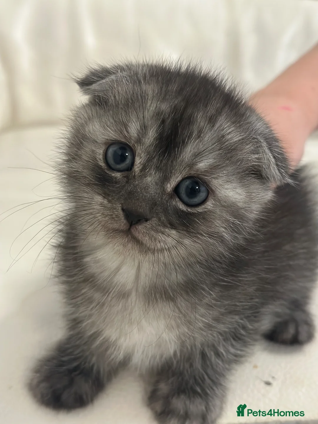 Scottish Fold cats for sale: Blue Eyed Beauties - Advert 1