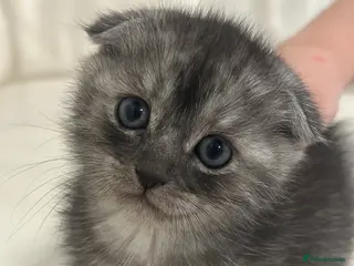 Scottish Fold cats Blue Eyed Beauties - Advert 4