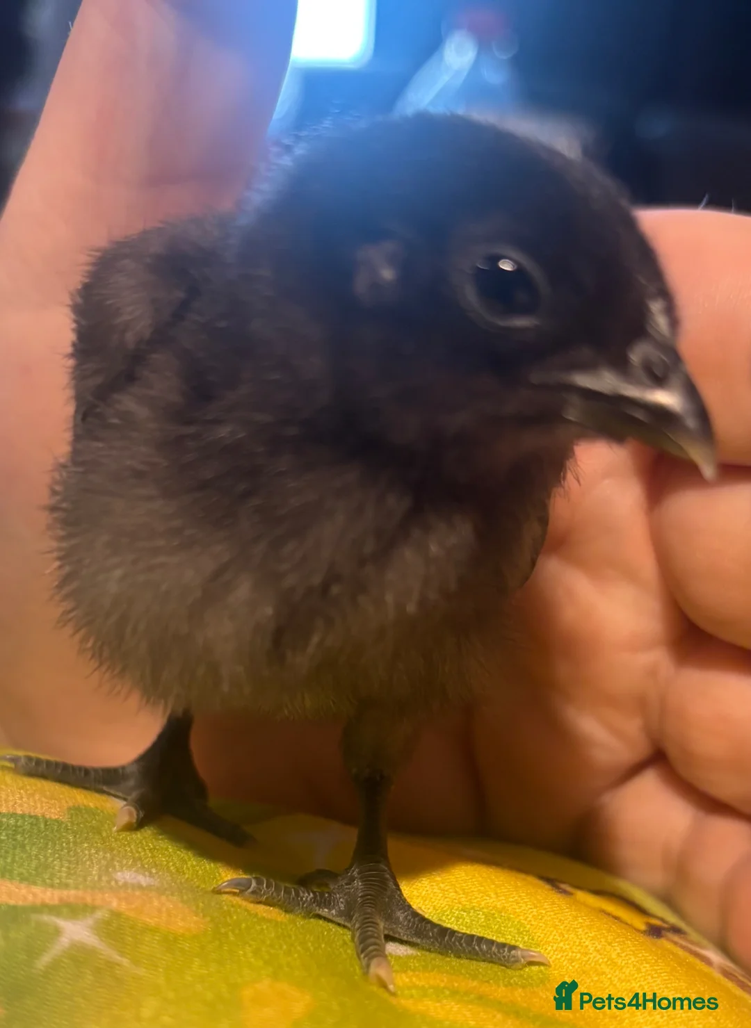 Chickens poultry for sale: Ayam cemani chicks in Wokingham - Advert 5
