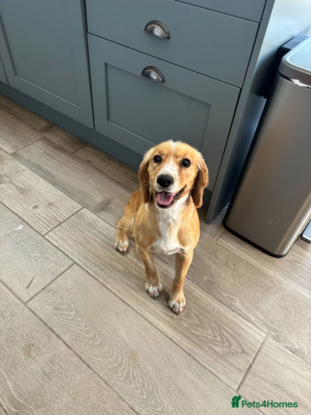 Cockapoo dogs for sale: 🐾❤️ Exceptional F1 Cockapoo Puppies ❤️🐾 - Advert 17