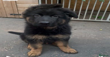 German Shepherd dogs - Advert 6