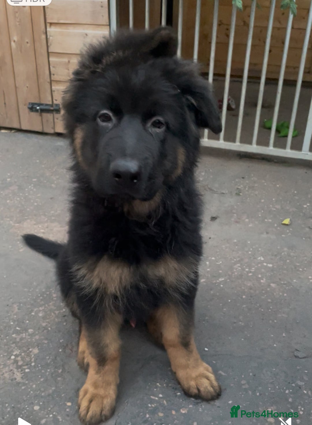 German Shepherd dogs for sale: German Shepherd puppies 💜🩵❤️ - Image 2