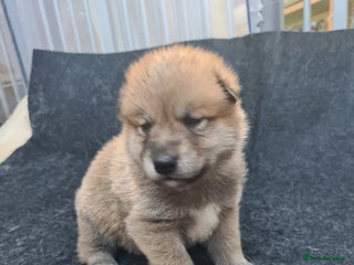 Mixed Breed dogs Czech Wolfdog × Akita/Malamute Puppies - Advert 13