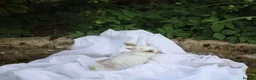 Mini Lop rabbits for sale: ✨Beautiful Mini Lop Bunnies, ready from 21st June✨ - Advert 2
