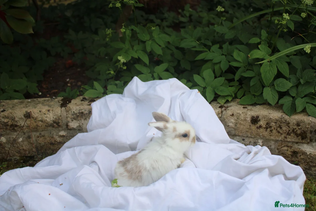 Mini Lop rabbits for sale: ✨Beautiful Mini Lop Bunnies, ready from 21st June✨ - Advert 2