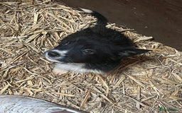Mixed Breed dogs for sale: Collie/shepherd mix pups  - Image 1