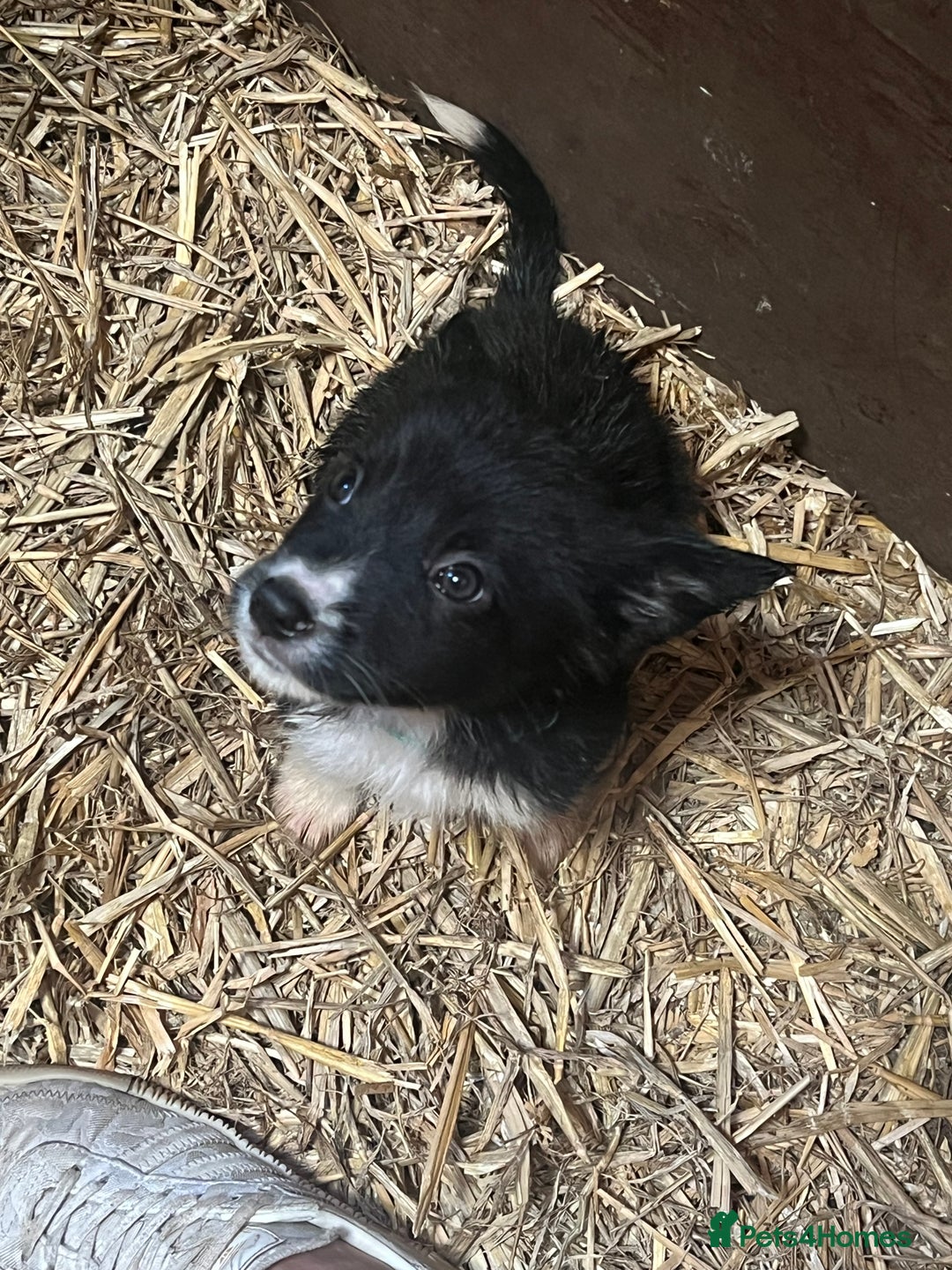 Mixed Breed dogs for sale: Collie/shepherd mix pups  - Image 1