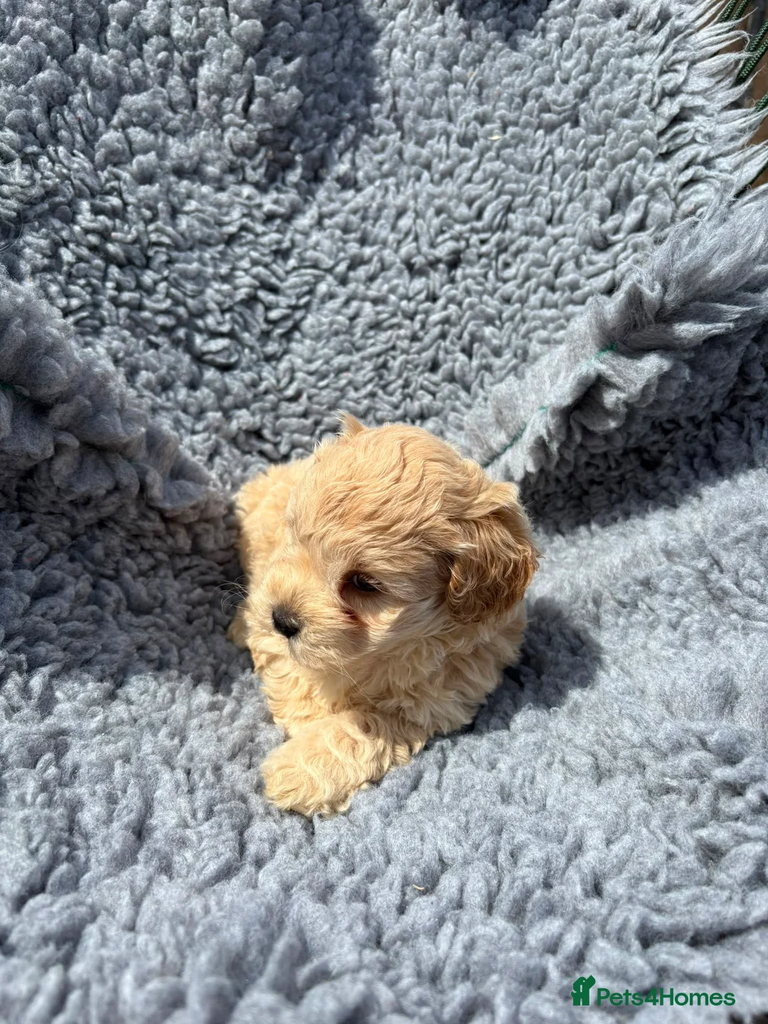 Shihpoo dogs for sale: Beautiful litter of shihpoo puppies - Advert 9