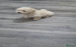 Maltese dogs for sale: Little Mia looking for forever home  - Image 3