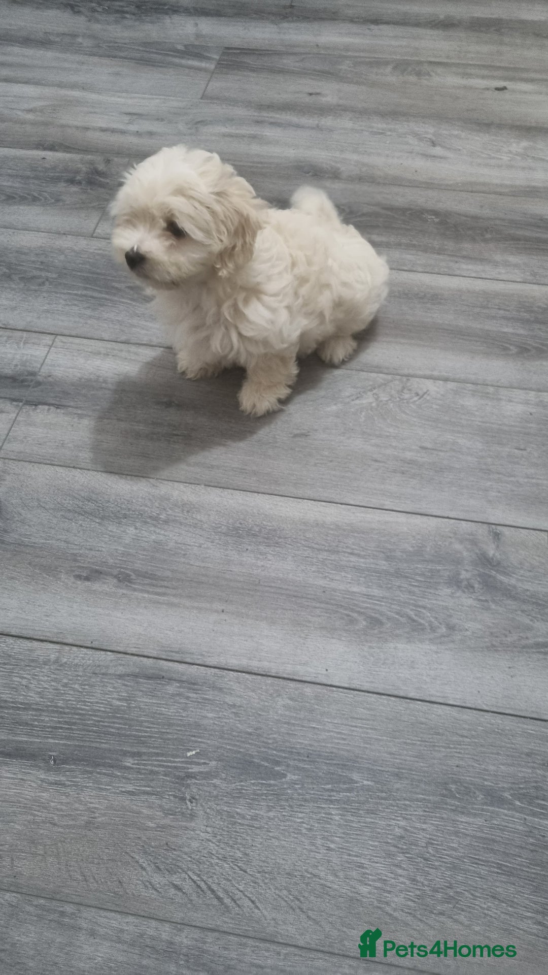 Maltese dogs for sale: Little Mia looking for forever home  - Image 3