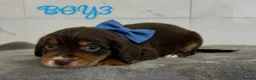 Cocker Spaniel dogs for sale: Cocker spaniel puppies for sale  - Advert 16