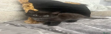 Mixed Breed Kitten 2