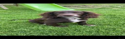 Cocker Spaniel dogs for sale: Gypsy in Melksham - Advert 1