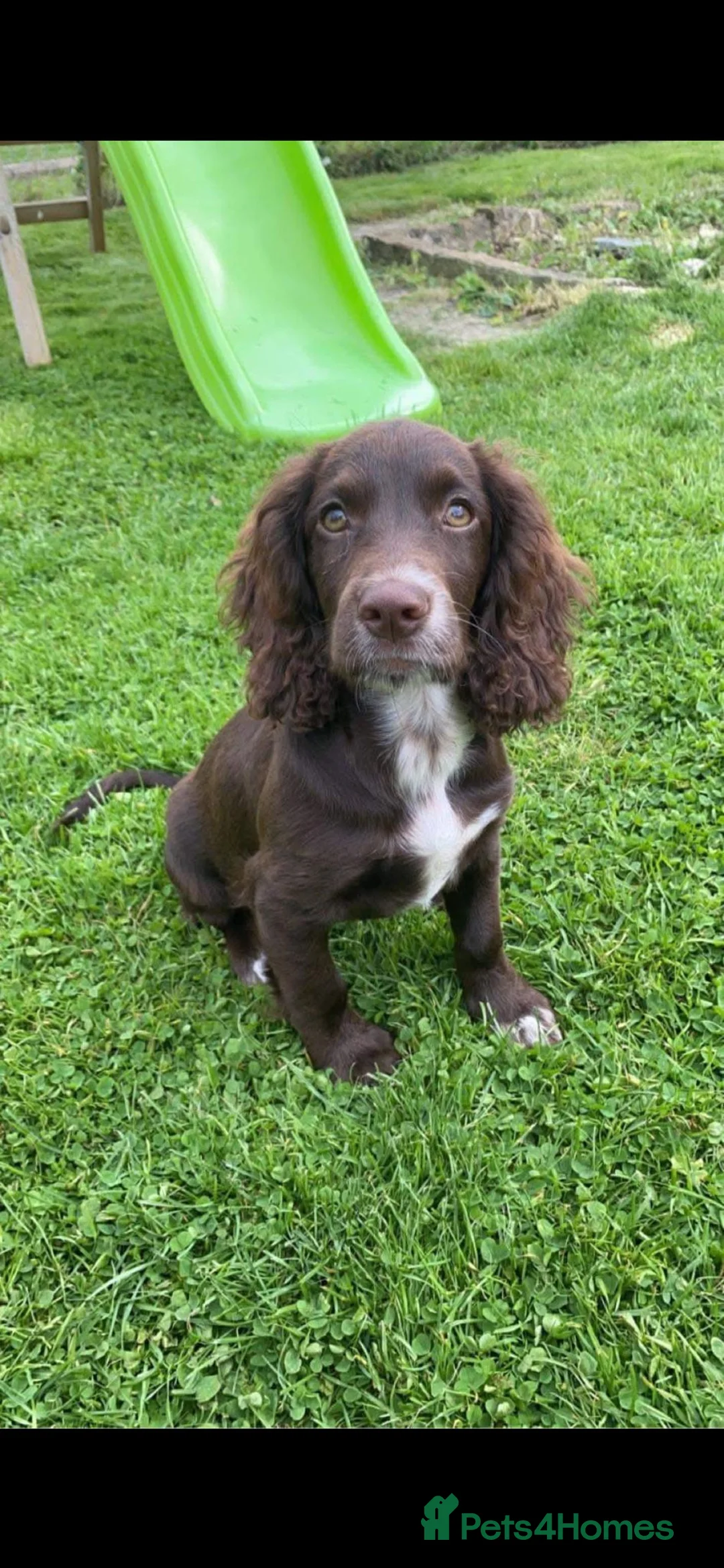 Cocker Spaniel dogs for sale: Gypsy in Melksham - Advert 1
