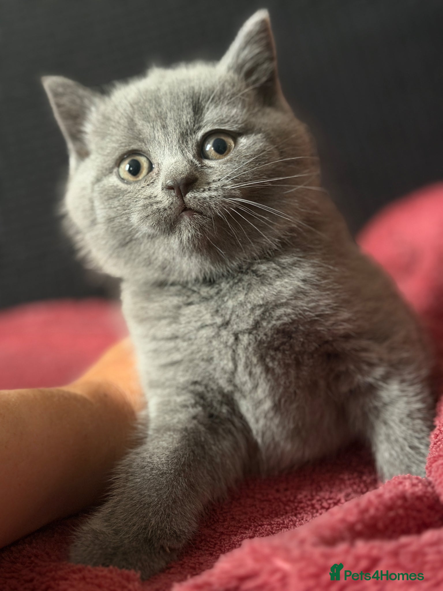 British Shorthair cats Blue and lilac GCCF kittens !  - Advert 1