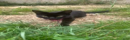 Mixed Breed cats for sale: Female Kittens in Maidstone - Advert 1