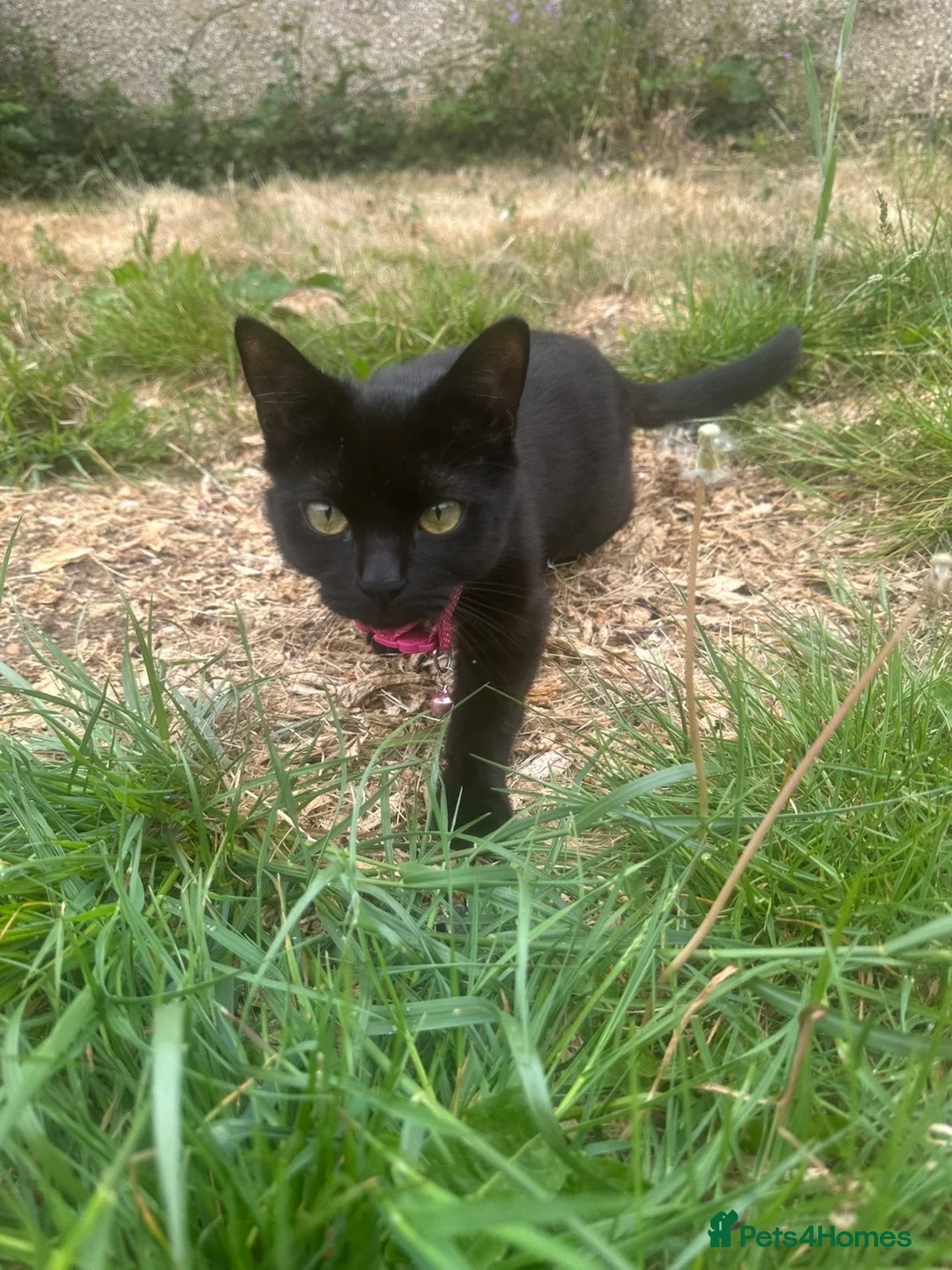 Mixed Breed cats for sale: Female Kittens in Maidstone - Advert 1