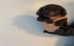 Cocker Spaniel dogs for sale: Working Cocker spaniel puppies  - Image 6