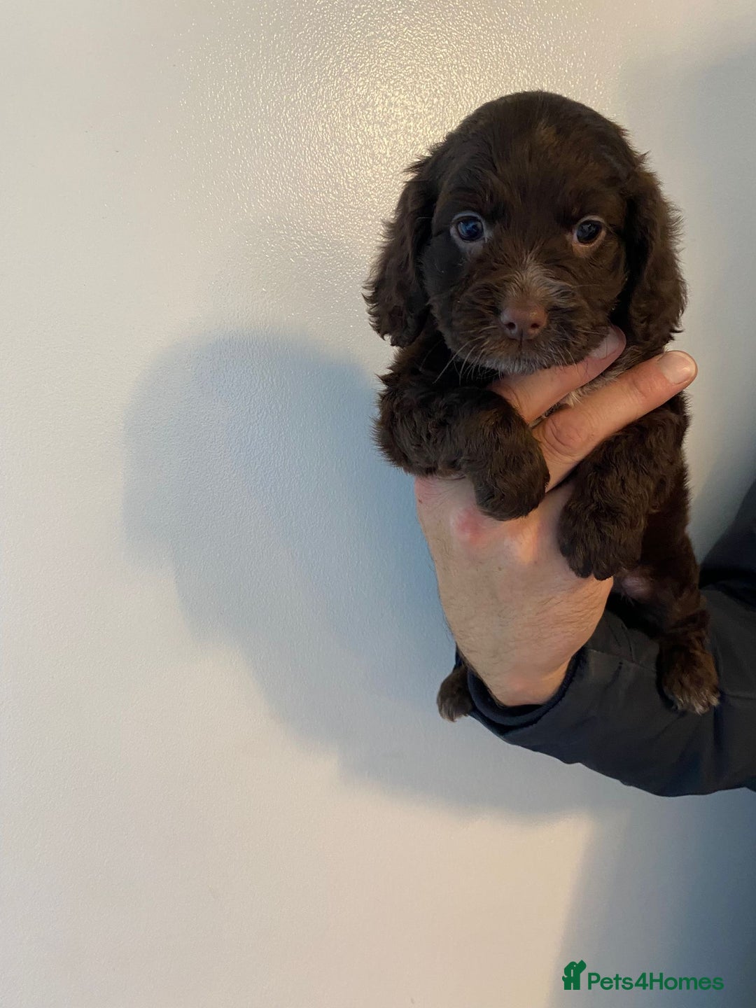 Cocker Spaniel dogs for sale: Working Cocker spaniel puppies  - Image 6