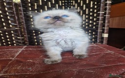 Ragdoll cats for sale: 1 sweet Ragdoll boy looks for a loving family  - Image 3