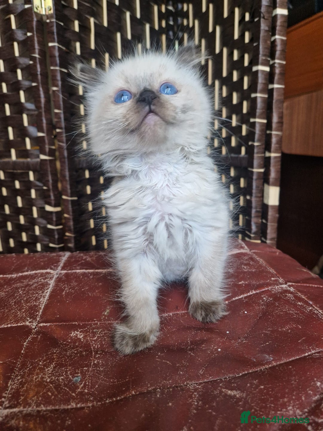 Ragdoll cats for sale: 1 sweet Ragdoll boy looks for a loving family  - Image 3
