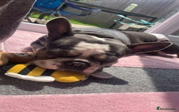 French Bulldog dogs for sale: 3YearOld Female French Bulldog - Image 2