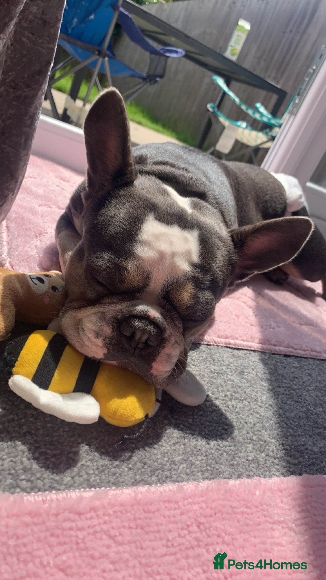 French Bulldog dogs for sale: 3YearOld Female French Bulldog - Image 2