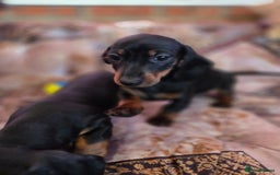 Miniature Dachshund dogs for sale: Quality mini dachshund dna clear - Advert 16