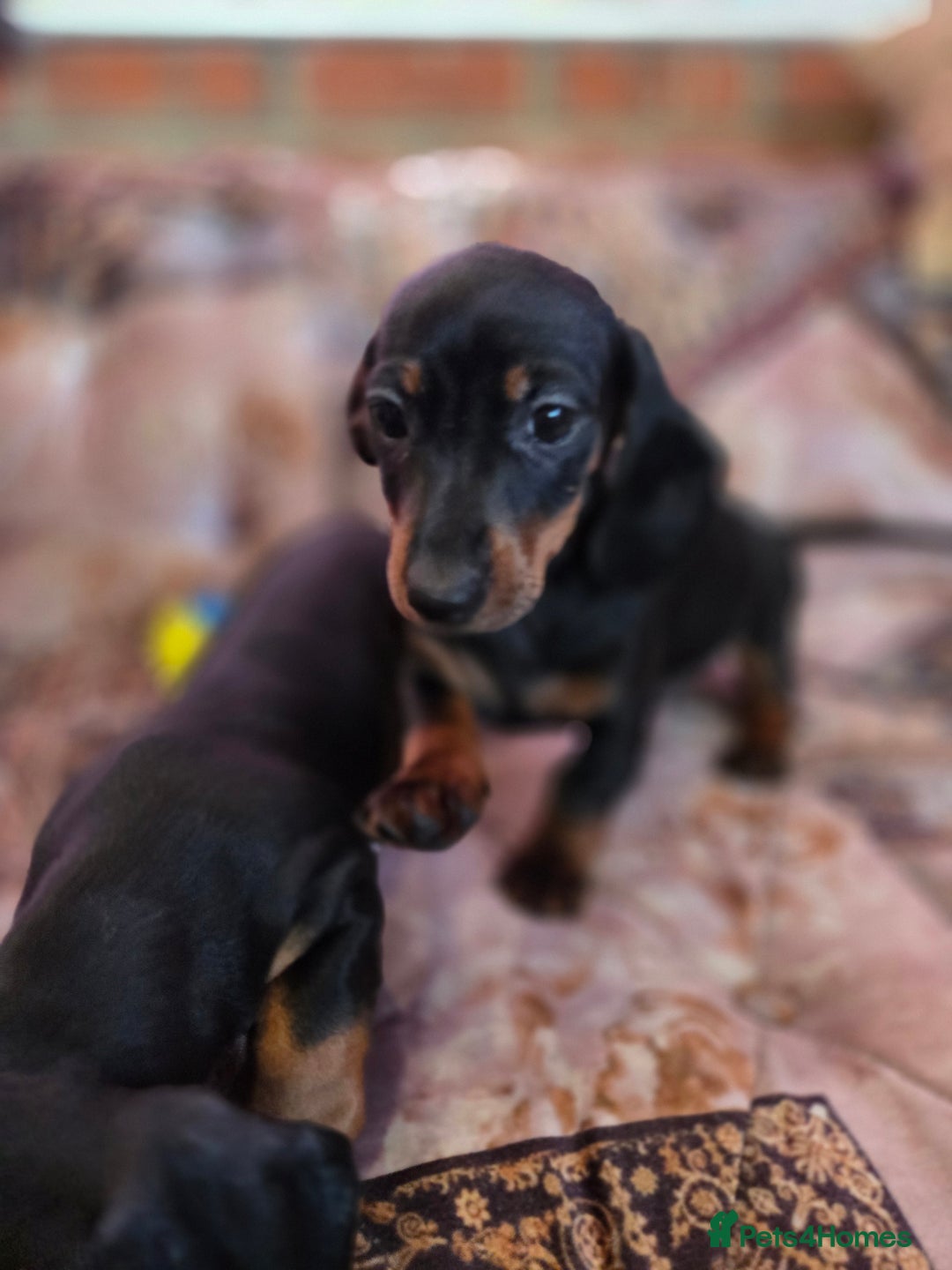 Miniature Dachshund dogs for sale: Quality mini dachshund dna clear - Advert 16