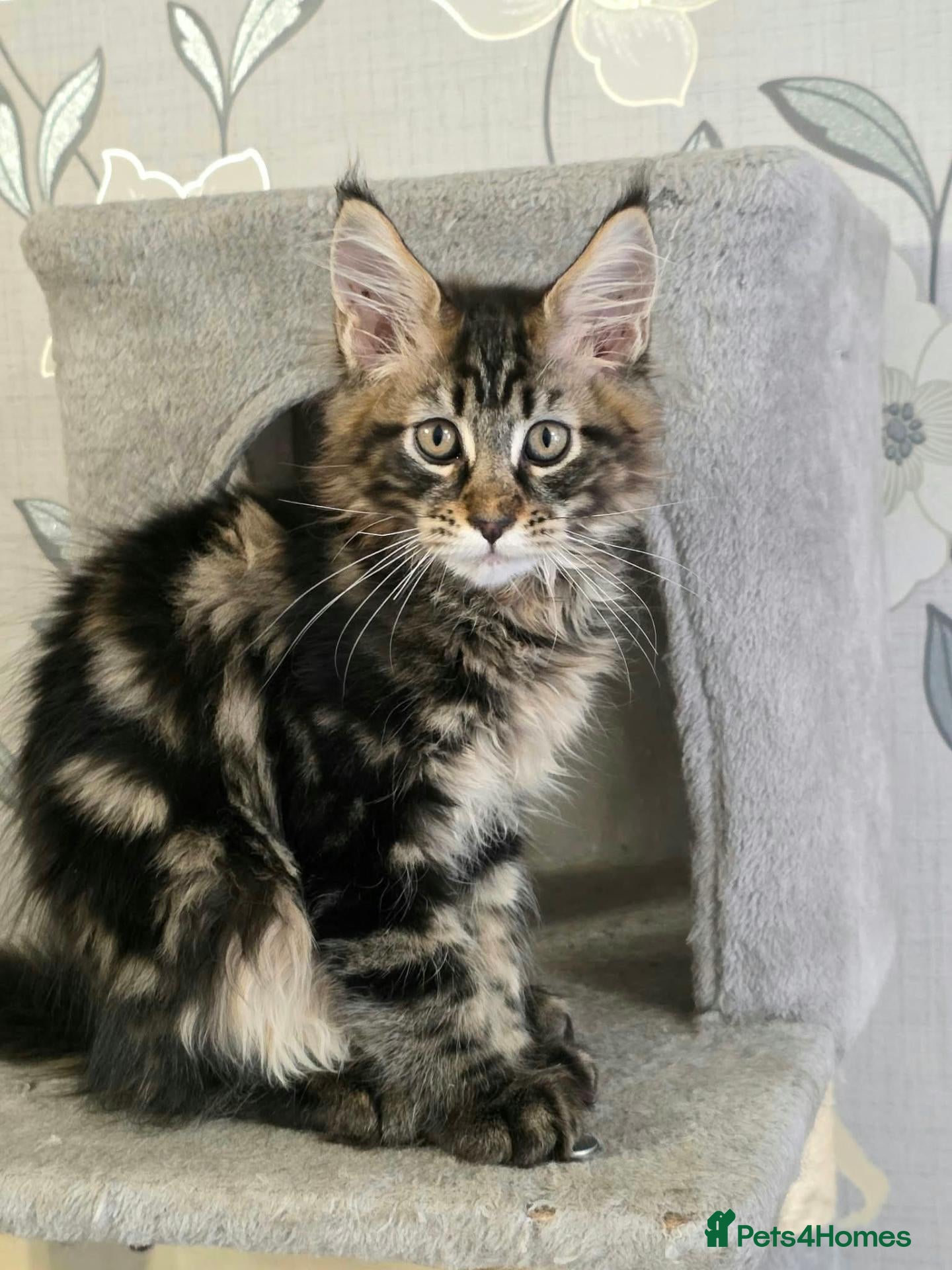 Maine Coon cats for sale: Tested SMA,PK,HCM,boy and girls.Maine Coon Kittens - Advert 1