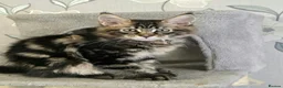 Maine Coon cats for sale: Tested SMA,PK,HCM,boy and girls.Maine Coon Kittens - Advert 10