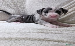 American Bully dogs for sale: Abkc Pocket Bully X Abkc classic Bully puppies - Image 8