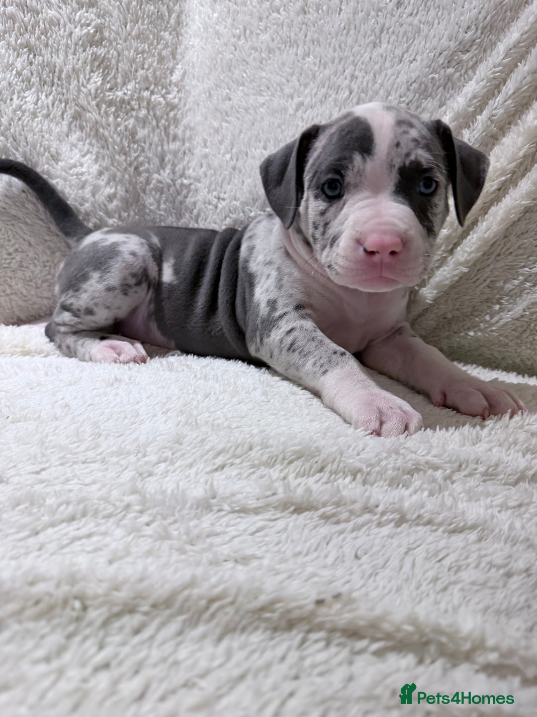 American Bully dogs for sale: Abkc Pocket Bully X Abkc classic Bully puppies - Image 8
