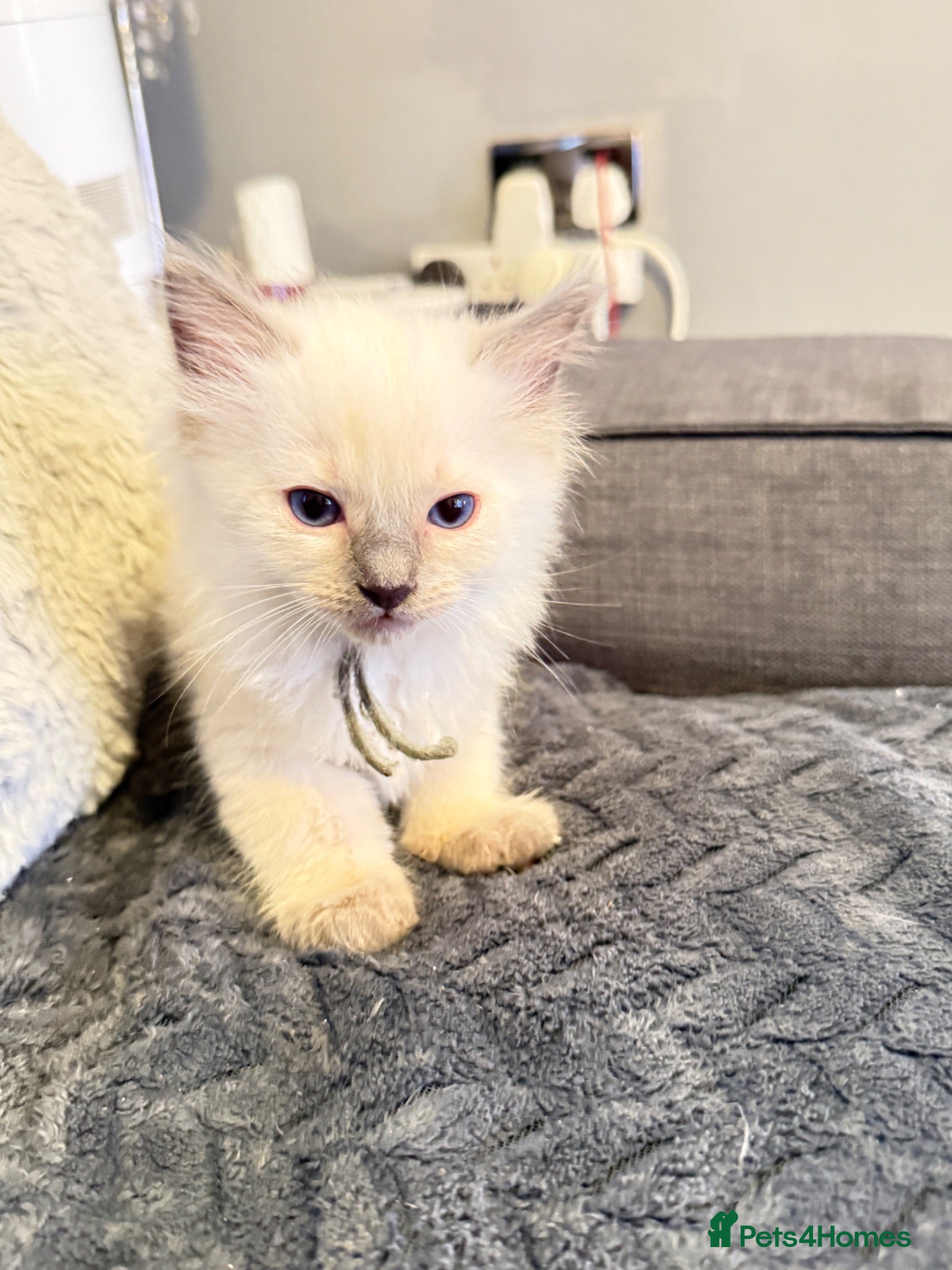 Ragdoll cats *** Only 3 male Pure Ragdoll Kittens Left*** - Advert 4