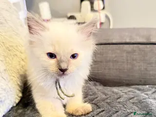 Ragdoll cats *** Only 3 male Pure Ragdoll Kittens Left*** - Advert 4