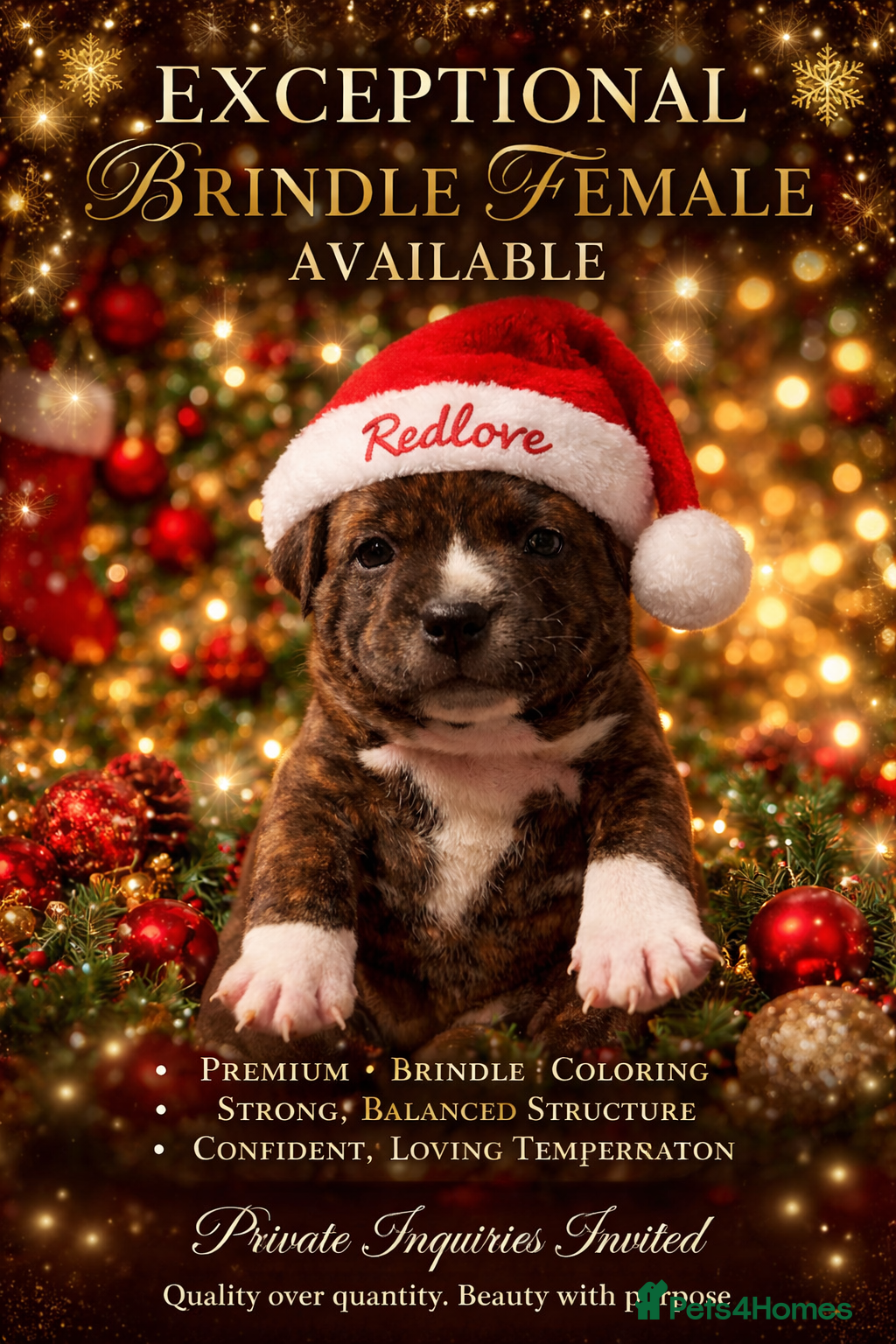 Staffordshire Bull Terrier dogs 🥨THE GOLDILOCKS LITTER 🥨 - Advert 3