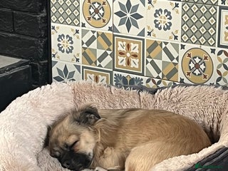 Chug dogs Chug - Pug Chihuahua Cross - Age Two - Advert 1