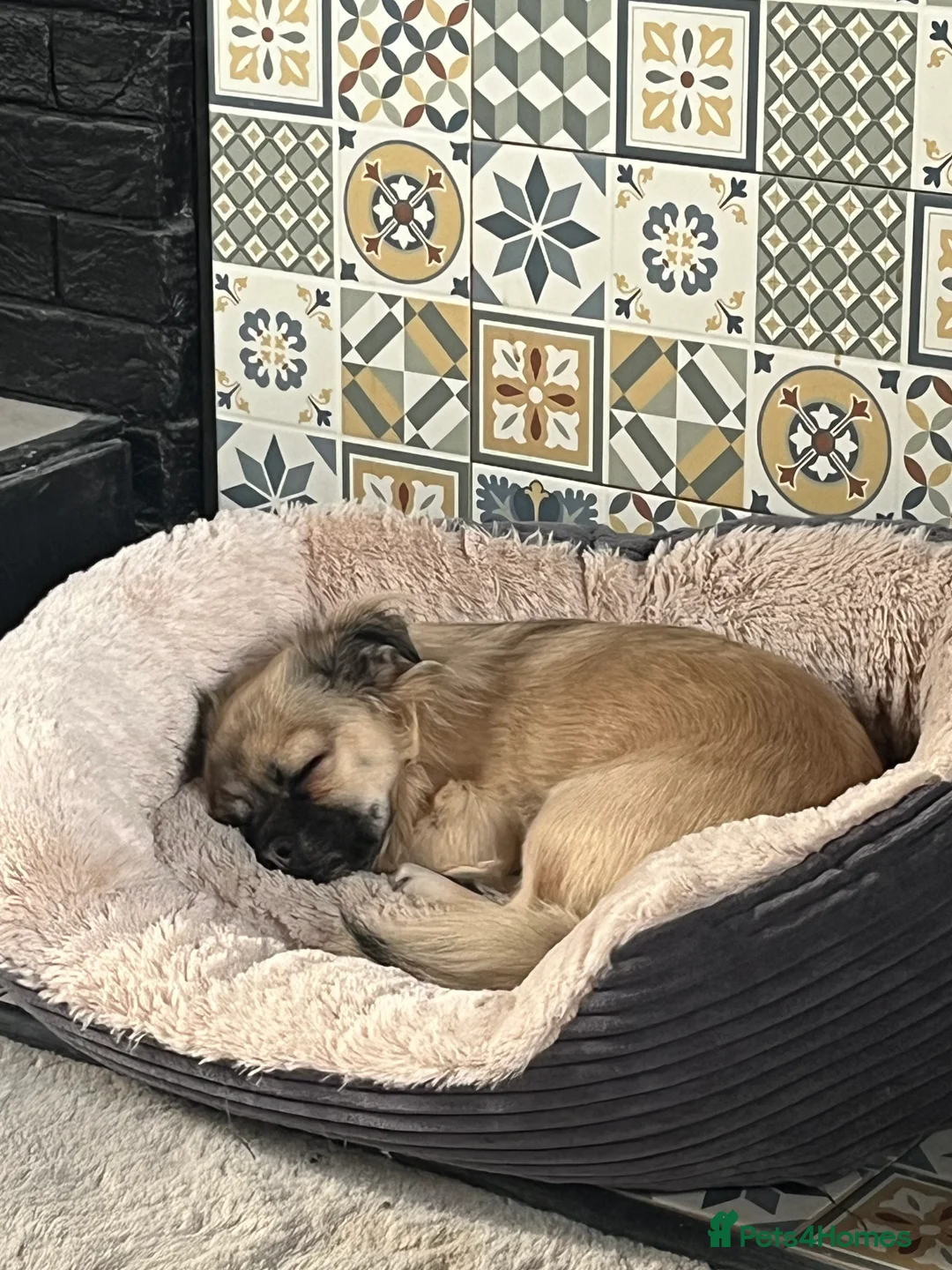 Chug dogs for sale: Chug - Pug Chihuahua Cross - Age Two - Advert 1