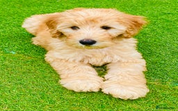 Labradoodle dogs for sale:  Adorable 🥰 Miniature Labradoodle Puppies F2B  - Image 24