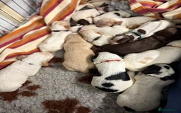 Cocker Spaniel dogs for sale: Working cocker spainel puppies  - Advert 33