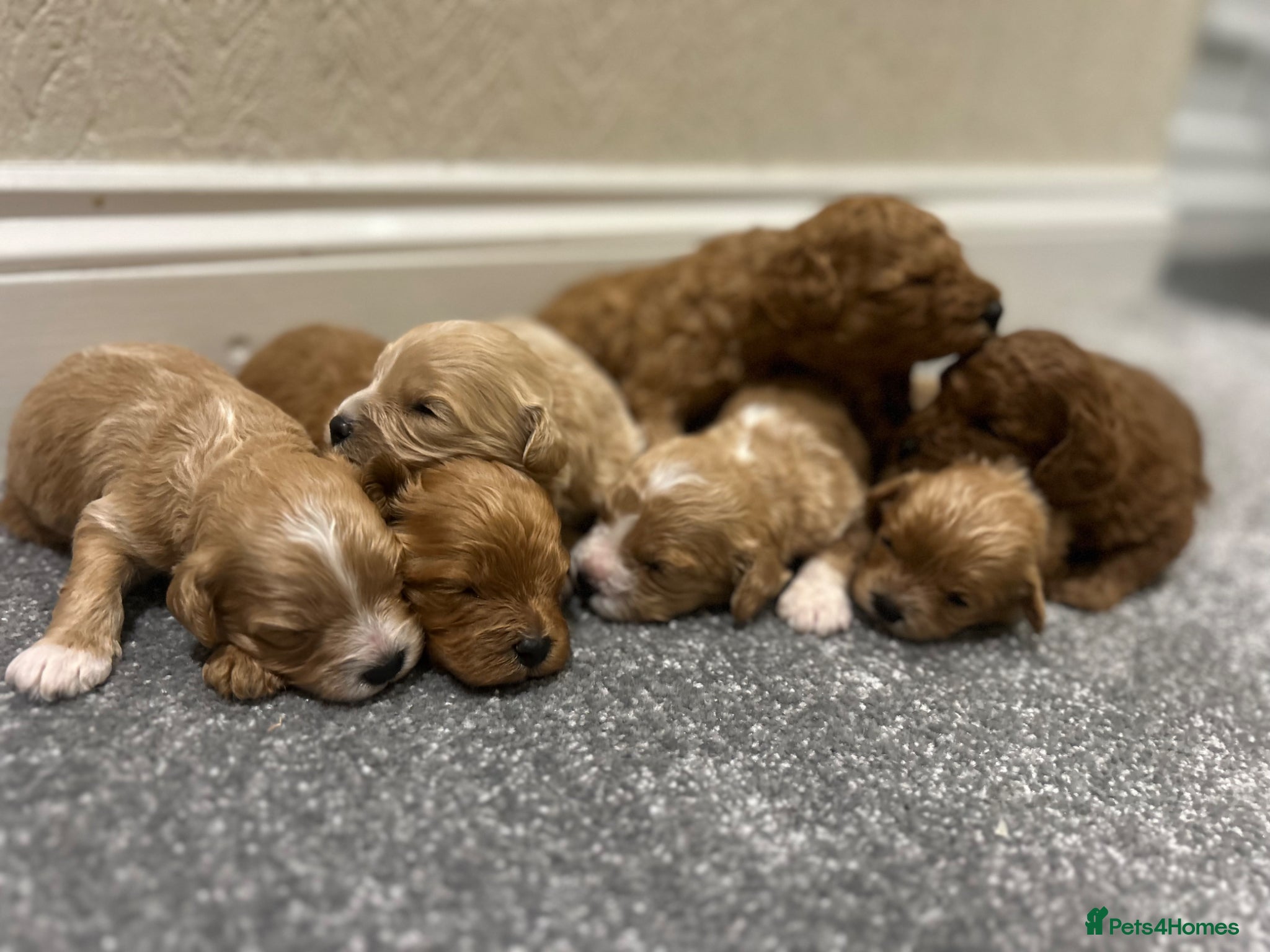 Cavapoo dogs for sale: OUTSTANDING CAVAPOO PUPPIES  - Advert 1