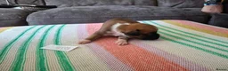 Boxer dogs for sale: Stunning Boxer Puppies in Cannock - Advert 27