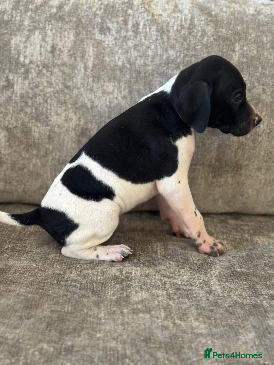 Pointer dogs for sale: BEAUTIFUL PEDIGREE POINTER PUPPIES - Image 4