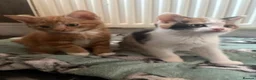 Aegean cats for sale: Aegean Kitten Female looking for forever home ❤️ - Advert 15